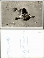 Ansichtskarte  Junger Seehund Im Watt Wattenmeer (vermtl. Nordsee) 1960 - Autres & Non Classés