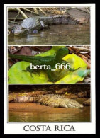 Animals Costa Rica * Reptiles - Andere & Zonder Classificatie