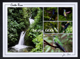 Animals Costa Rica * Birds * Honeycreeper * Cloud Forest Reserve - Birds