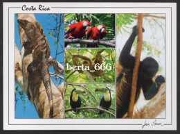 Animals Costa Rica * Iguana * Monkey * Scarlet Macaw * Sloth * Toucans - Vögel