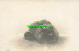 R611629 The Cat Is Lying On The Carpet. Postcard. 1923 - World