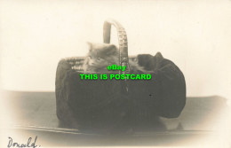 R611632 Donald. The Cat Is Sitting In A Basket. T. I. C. 1925 - World