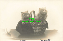 R611633 Two Kittens Are Sitting In A Basket. T. I. C. 1925 - World