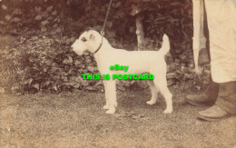 R611634 White Dog On A Leash. Postcard. 1907 - World