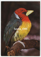 Animals * Birds * Double-toothed Barbet * Libyus Bidentatus * Barbican Bidenté - Uccelli