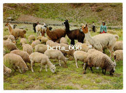 Animals * Llamas * Puno * Peru - Sonstige & Ohne Zuordnung