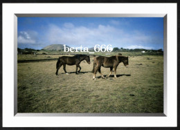 Animals * Horses * Rapa Nui * Easter Island * Chevaux - Caballos