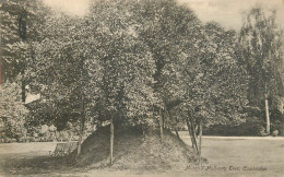 United Kingdom England Cambridge Milton's Mulberry Tree - Cambridge