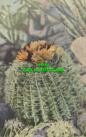 R611159 Barrel Cactus. Southwest Post Card. C. T. Art Colortone - Mundo