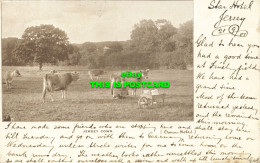 R611700 Jersey Cows. Postcard. 1901 - Mundo