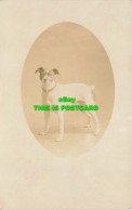 R611821 Dog. Postcard. 1908 - World