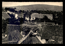 67 - DOSSENHEIM - CIGOGNES - PHOTO J. SOMMER, COLMAR - Autres & Non Classés