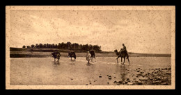 EGYPTE - LENHERT & LANDROCK N°33 - DURING FLOOD - TIME - CHAMEAUX - FORMAT 15 X 7.5 CM - Autres & Non Classés