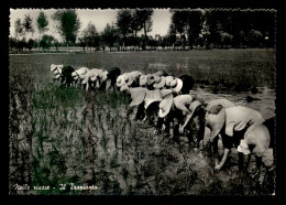 ITALIE - NELLE RISAIE - IL TRAPIANTO - Andere & Zonder Classificatie