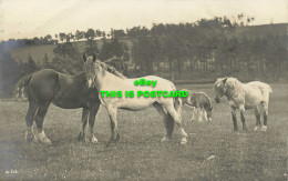 R612814 A. 713. Horses. Rotary Photo. 1912 - Welt