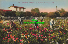 R612826 115. La Cote DAzur. La Cueillette Des Roses. LL. Levy Et Neurdein Reunis - Welt