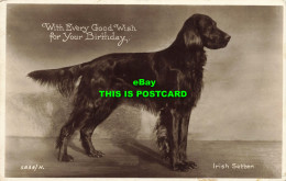 R612407 Irish Setter. With Every Good Wishes For Your Birthday. Valentine. RP - Wereld