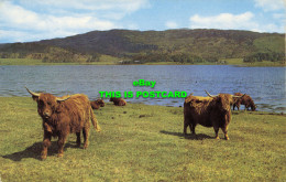 R613022 Highland Cattle By Loch Side. PT35505 - Wereld