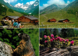 73363710 Schnals Bozen Suedtirol Eishof Alm Pfossental Murmeltier Alpenflora Lan - Other & Unclassified