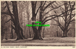 R612431 In The New Forest. Near Lyndhurst. E. A. Sweetman. Solograph Series De L - Monde