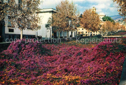 73361971 Funchal Bougainvillea Funchal - Autres & Non Classés