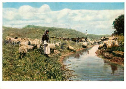 73303619 Jerusalem Yerushalayim Shepherds Near El Lejjun Hirte Und Schafherde Je - Israel