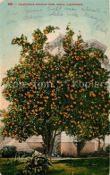 73297239 Chico_California California Orange Tree - Autres & Non Classés