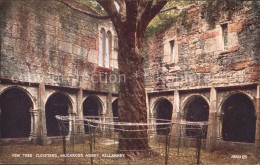 71911758 Yew Tree  Cloisters Muckross Abbey Killarney Yew Tree - Other & Unclassified