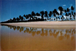 5-5-2024 (4 Z 15) Brazil - Bahia  (beach And Palm Trees) - Arbres