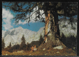 Germany.   Garmisch-Partenkirchen. Zugspitzmassiv.  Illustrated View Posted Postcard - Zugspitze