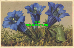 R613803 No. 308. Gentiana Acaulis. Stemless Gentian. Stehli. 1949 - Wereld