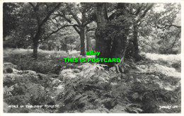 R615197 4743. In New Forest. Judges - Welt