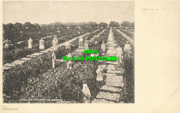 R613887 7315. Picking And Drying Grapes. Hanford. Cal. M. Rieder - Welt