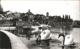 11757555 Murten Morat Hafenpartie Schwaene Murten - Other & Unclassified