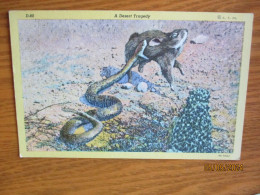 ARIZONA DESERT TRAGEDY RATTLESNAKE EATS RABBIT   , 19-5 - Other & Unclassified