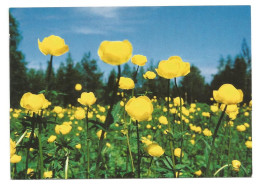 GLOBEFLOWER ( Trollius Europaeus ) - LAPLAND'S PROVINCIAL FLOWER - FINLAND - - Fleurs