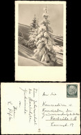 Winter-Ansicht (Schnee/Eis) Stimmungsbild Tannen Verschneit 1940 - Unclassified