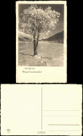 Ansichtskarte  Neujahr Sylvester New Year Grusskarte Stimmungsbild Natur 1950 - New Year