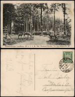 Ansichtskarte Mohorn-Wilsdruff Landberg, Tiergehege - Rehe 1926 - Other & Unclassified