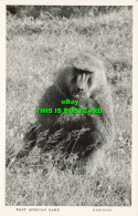 R615302 East African Game. Baboons. Africa In Pictures. Pegas Studio. S. Skulina - Monde