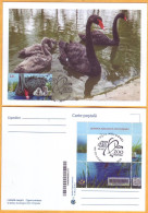 2023  Moldova MAXICARD „Faune. Chisinau Zoological Garden”  Black Swan (Cygnus Atratus) - Moldova