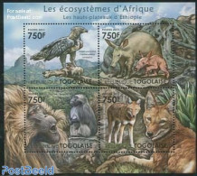 Togo 2011 African Ecosystem, Ethiopian Highlands 4v M/s, Mint NH, Nature - Animals (others & Mixed) - Birds - Birds Of.. - Togo (1960-...)