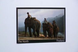 Thai Eléphants  -   NORTH  THAILAND  -  THAILANDE - Thaïlande