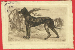 Gravure De Chien Signée FM - CAD Bruxelles (Belgique) - Dogs