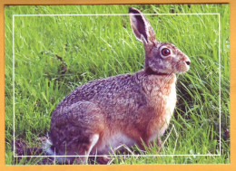 2015 Moldova Moldavie Moldau  Fauna Wildlife. Postcard With An Original Postage Stamp  Hare. - Other & Unclassified