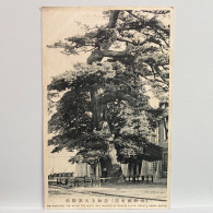 大阪城 蓮如上人衣掛松 PINE-TREE THE CLOTH WAS HUNGING BY RENNYO A HIGH PRIEST, Castle Of Osaka , Osaka , JAPAN JAPON POSTCARD - Osaka