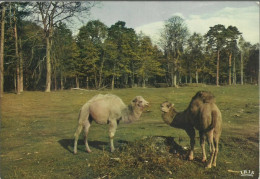 Dromadaires - Réserve Africaine Du Château De Thoiry En Yvelines - (P) - Thoiry