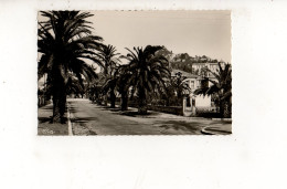 HYERES LES PALMIERS - Avenue Godillot (carte Photo) - Hyeres