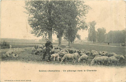 17* CHARENTE  Paturage Moutons     MA100,0129 - Veeteelt