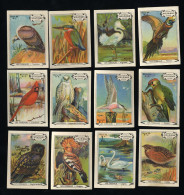 Meurisse - Ca 1930 - 95 - Les Oiseaux, Birds - Full Serie - Other & Unclassified